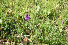 Polygala comosa