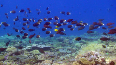 Acanthurus nigricans