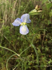 Commelina