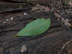 Madhuca bourdillonii