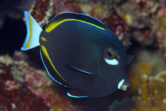 Acanthurus nigricans