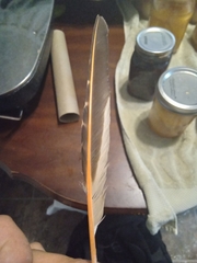 Colaptes