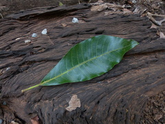 Madhuca bourdillonii