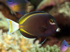 Acanthurus nigricans