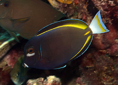 Acanthurus nigricans