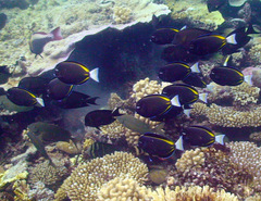 Acanthurus nigricans