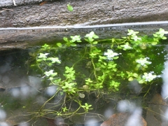 Callitriche stagnalis