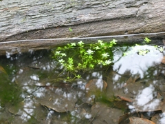 Callitriche stagnalis