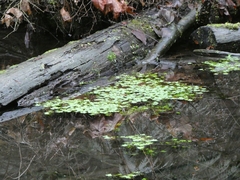 Callitriche stagnalis