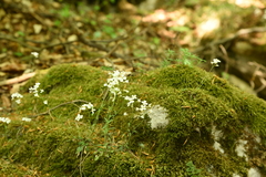 Arabidopsis arenosa