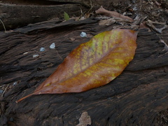 Madhuca bourdillonii