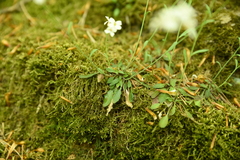 Arabidopsis arenosa