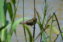 Sporophila