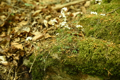 Arabidopsis arenosa