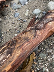 Arbutus menziesii