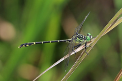 Austrogomphus ochraceus