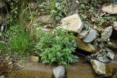 Cardamine amara amara