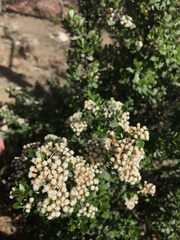 Ozothamnus antennaria
