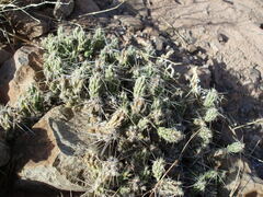 Grusonia aggeria