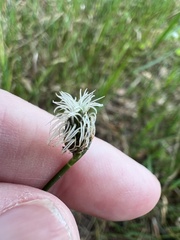 Fuirena scirpoidea