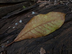 Madhuca bourdillonii