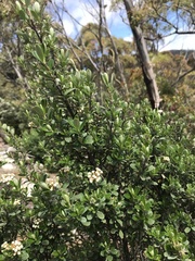 Ozothamnus antennaria