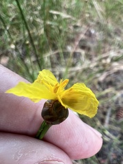Xyris elliottii