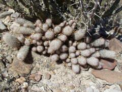 Mammillaria pottsii