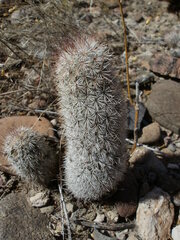 Mammillaria pottsii