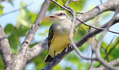 Western Kingbird, Dallas, TX, USA, photo 9 of 10