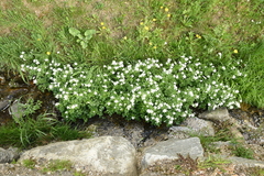 Cardamine amara amara