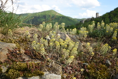 Alyssum montanum gmelinii