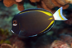Acanthurus nigricans