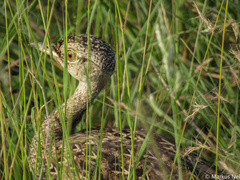 Eupodotis ruficrista