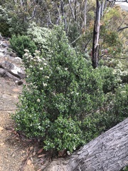 Ozothamnus antennaria