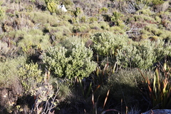 Phylica buxifolia