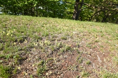 Alyssum montanum gmelinii