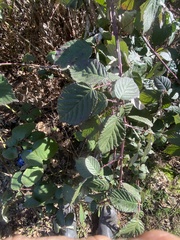 Candicantes