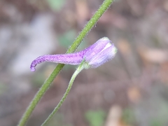 Delphinium madrense