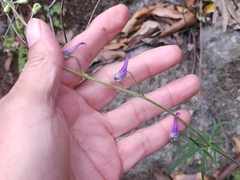Delphinium madrense