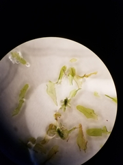 Anomodon viticulosus