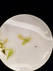 Anomodon viticulosus