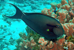 Acanthurus nigricauda