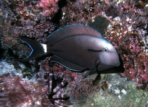 Epauletdoktersvis (Acanthurus nigricauda) — Acanthuridae — 5