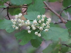 Physocarpus malvaceus