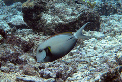 Acanthurus nigricauda