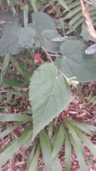 Callianthe megapotamica