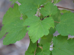 Physocarpus malvaceus