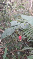 Callianthe megapotamica