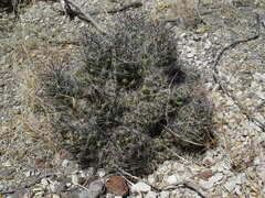 Coryphantha macromeris